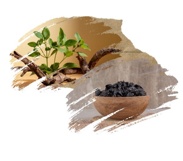 Can Shilajit and Ashwagandha Be Taken Together