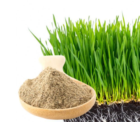 Make Wheatgrass Powder