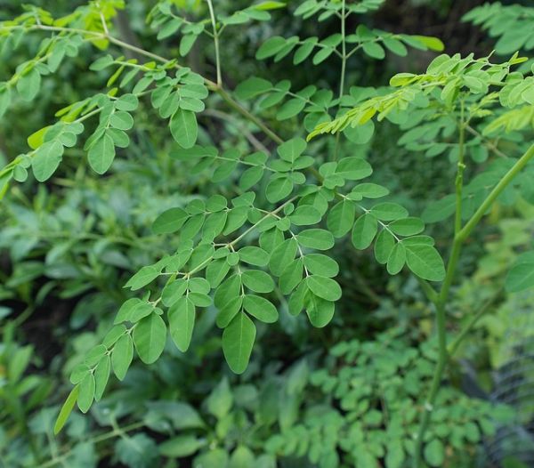 Moringa Tree