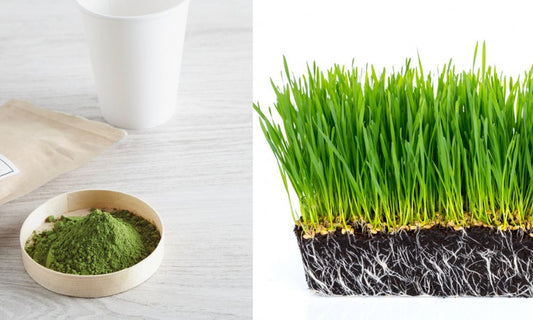 व्हीटग्रास पाउडर के फायदे