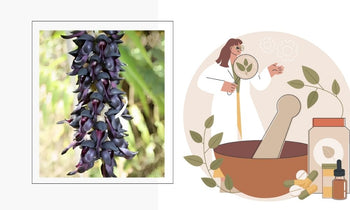 Kaunch Beej Benefits (Mucuna Pruriens) – Saptamveda