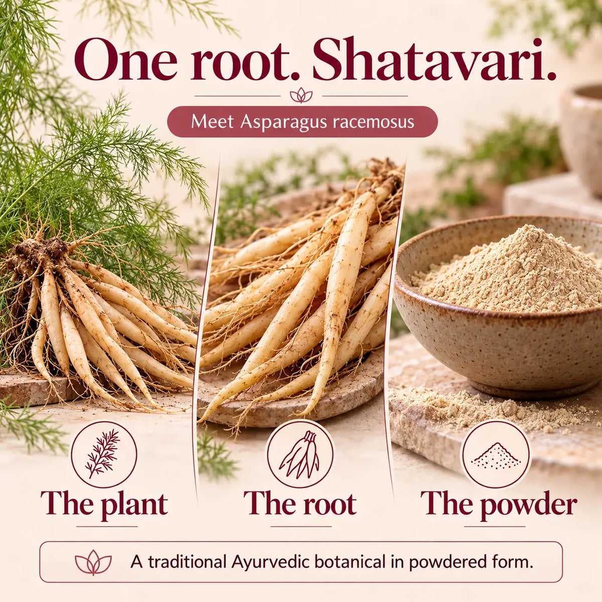 Saptamveda Shatavari Powder – Traditional Ayurvedic Herb for Women's Health & Daily Wellness | 100g Composite Tin
