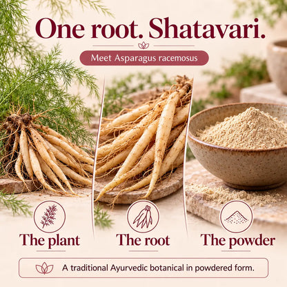 Saptamveda Shatavari Powder – Traditional Ayurvedic Herb for Women's Health & Daily Wellness | 100g Composite Tin